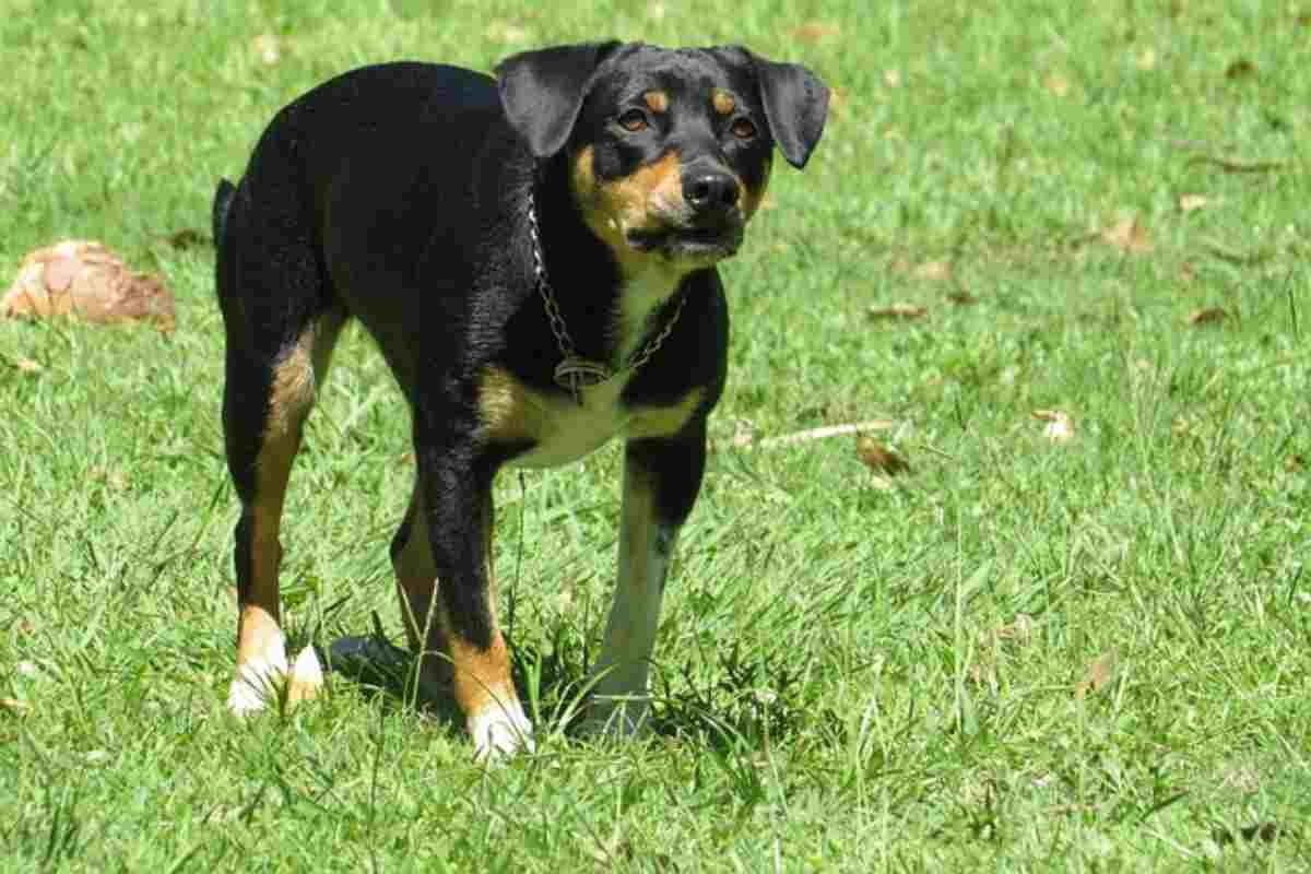 Agguato del cane: Un atteggiamento da "controllare