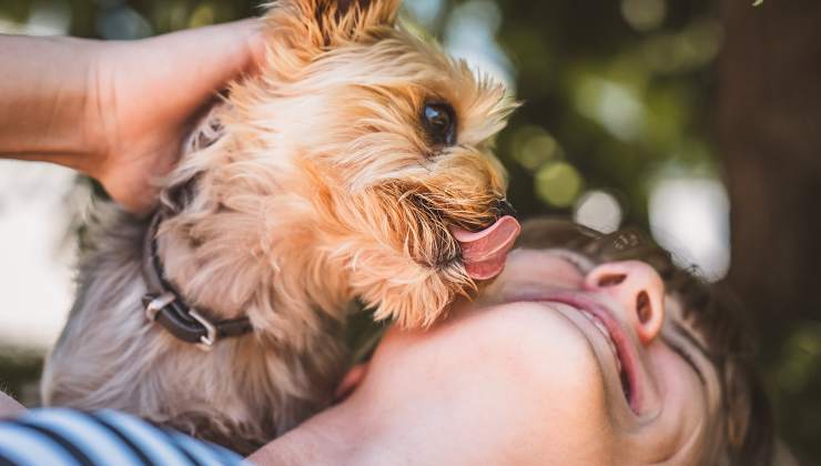 cane lecca il viso della sua padrona 