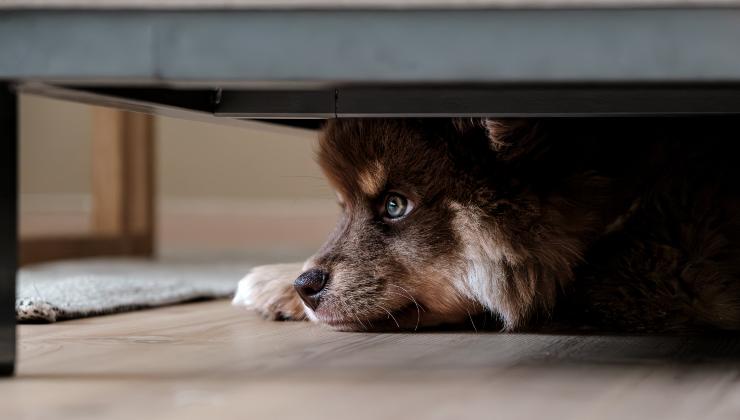 Il cane ha paura e si nasconde 