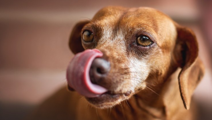 cane si lecca il naso 