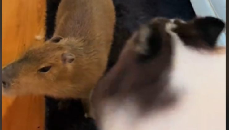 Il capibara Pumpkin esegue le piroette in compagnia del cane in un video che ha fatto impazzire il web