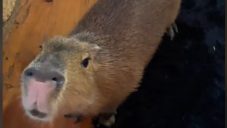 Il capibara Pumpkin esegue le giravolte in un video che ha fatto impazzire il web