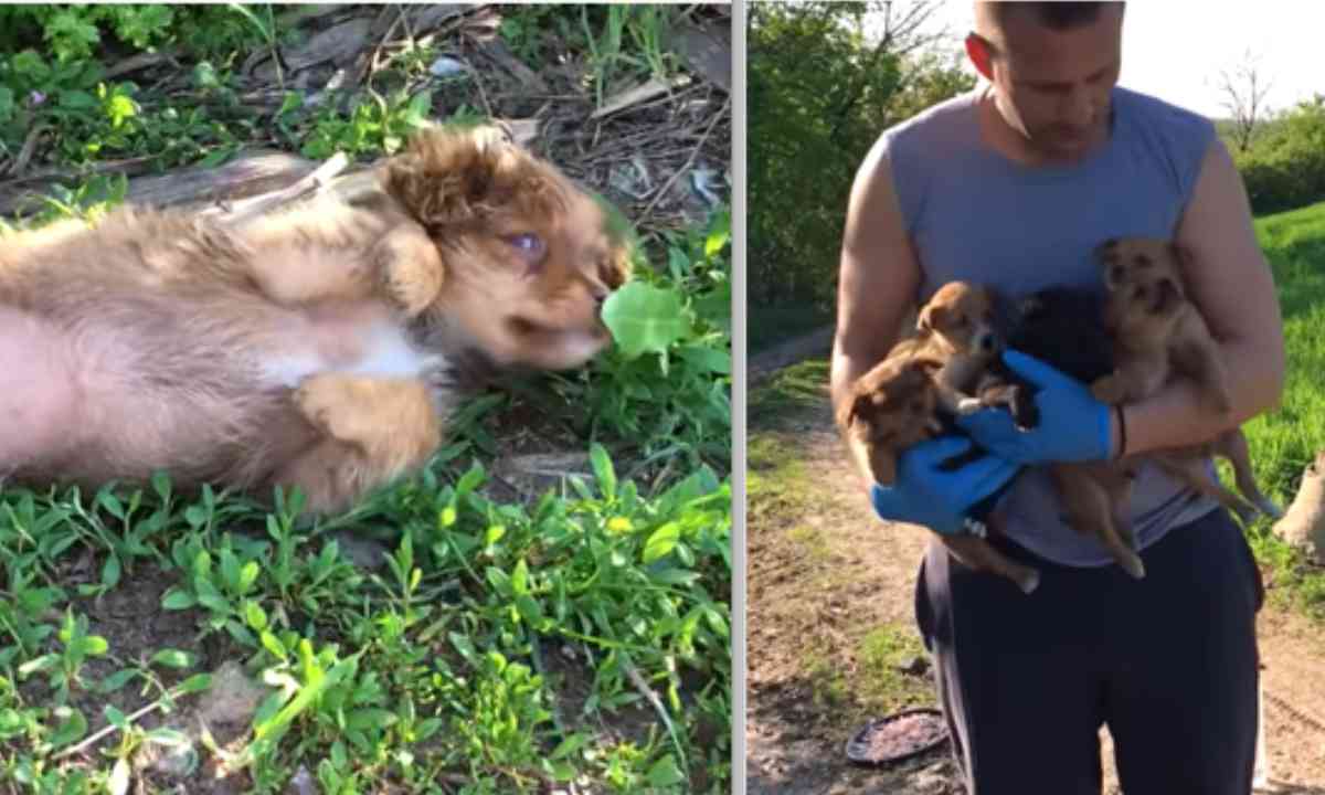 cucciolo cinque cagnolini salvare