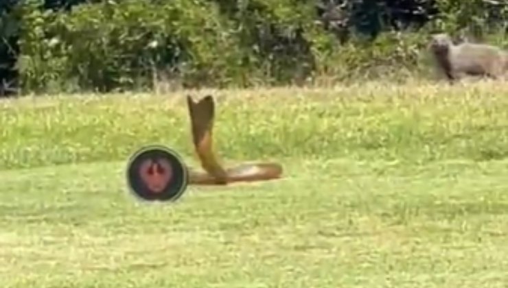 Un cobra semina il panico nel campo da golf