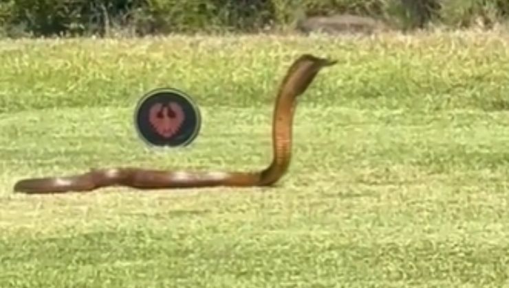 Il cobra semina il panico tra i giocatori del campo da golf