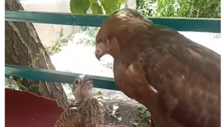 il cucciolo di falco crede che l'aquila sia la mamma