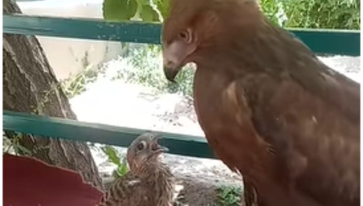 il cucciolo di falco crede che l'aquila sia la mamma