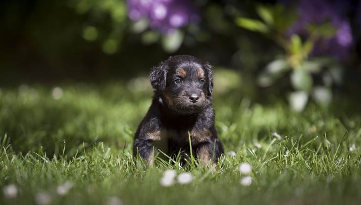 Cucciolo di cane nell'erba 