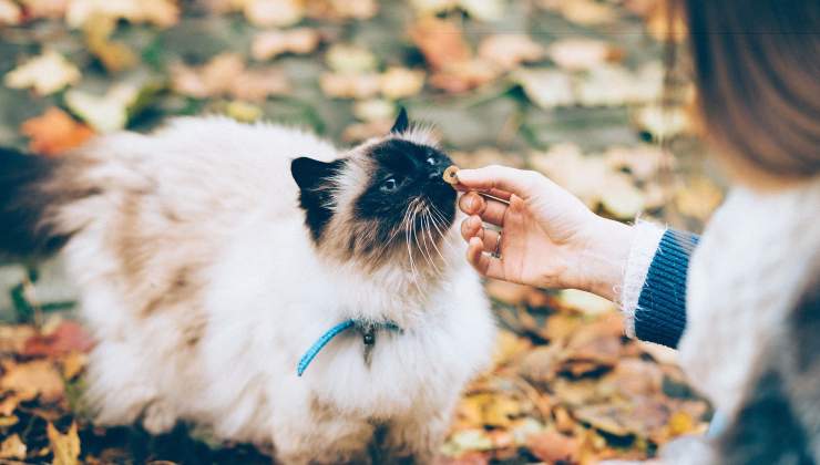 Gatto che vuole mangiare ossa di pollo 