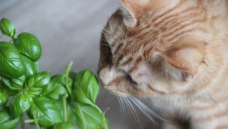 Gatto rosso annusa una delle piante da tenere o da evitare con gli animali domestici 