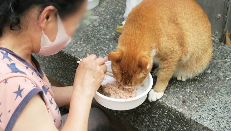 gatto rosso mangia 