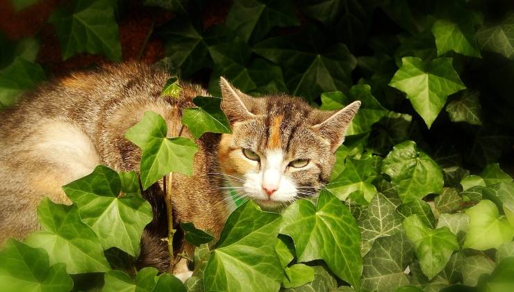 Gatto tra piante da tenere o evitare in presenza di animali domestici 