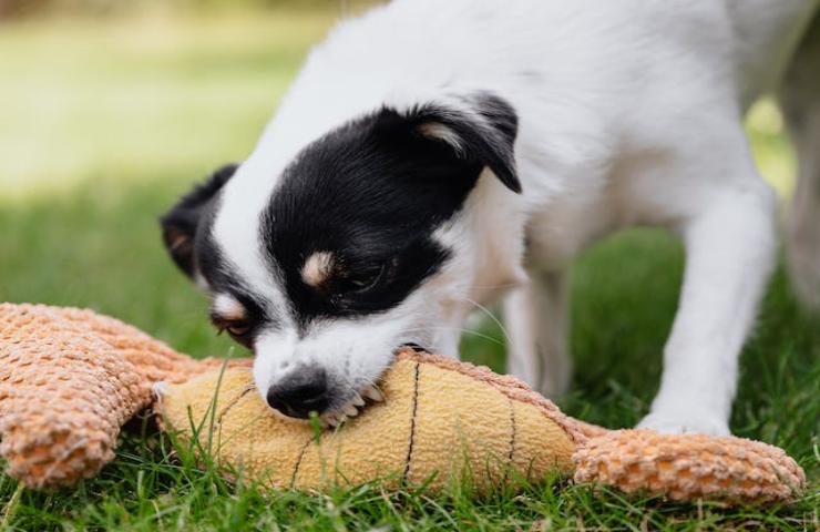 La cuccia del cane va lavata con attenzione