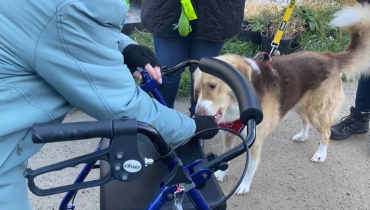 passeggiata anziana cani saluto