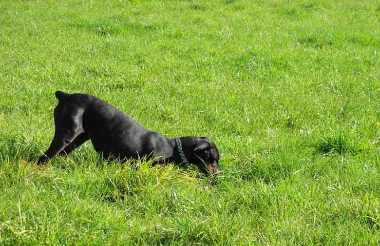 I cani ci parlano in mille modi diversi,