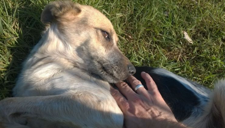 cane tito trasformazione rifugio