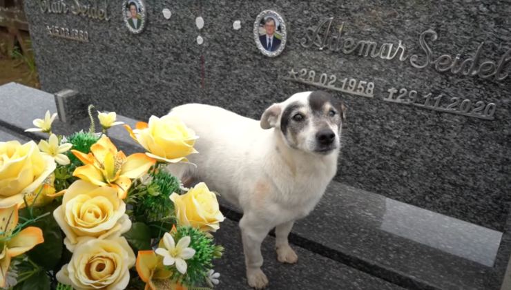 tomba cimitero cane branco